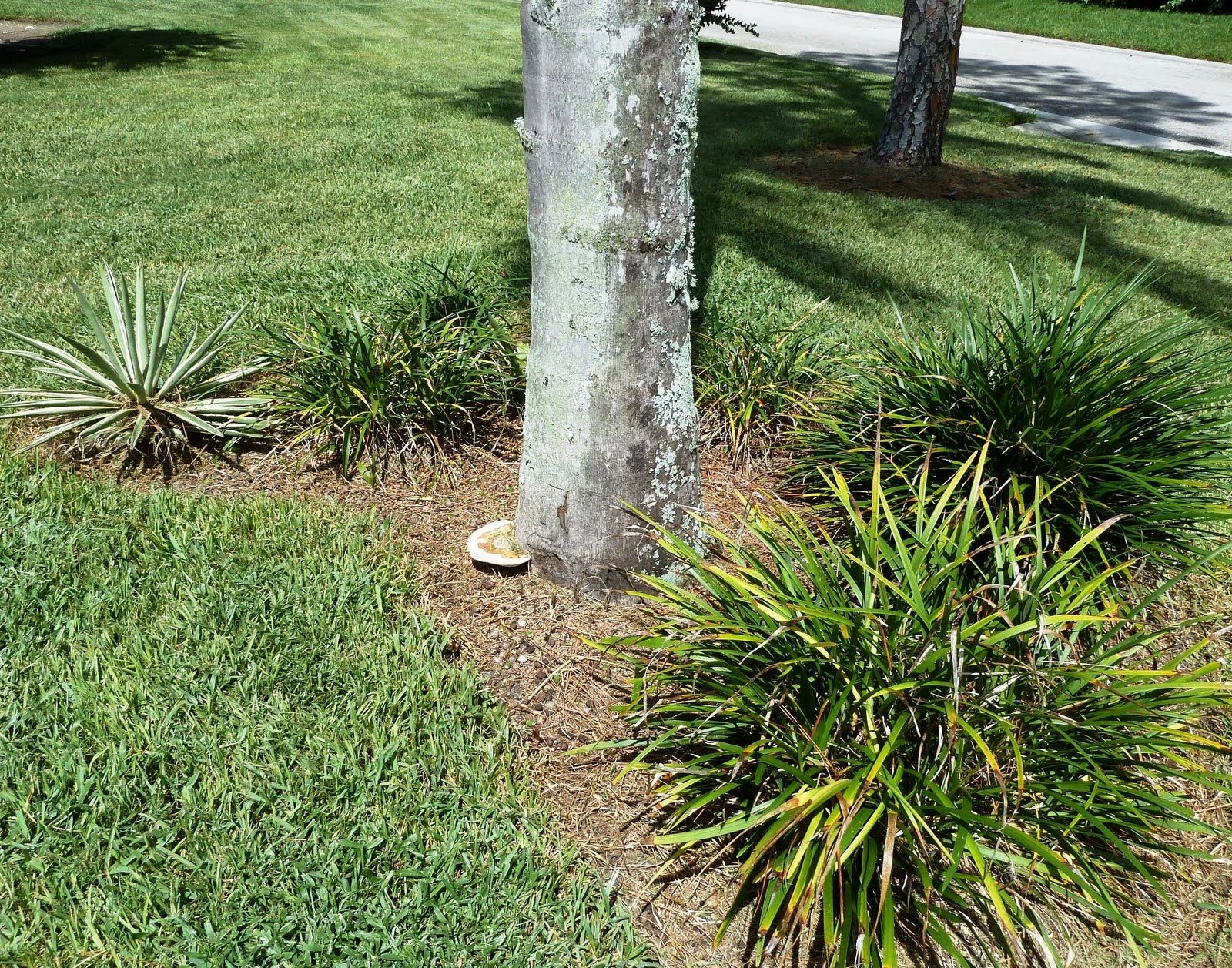 Common Palm Tree Infestations And Infections